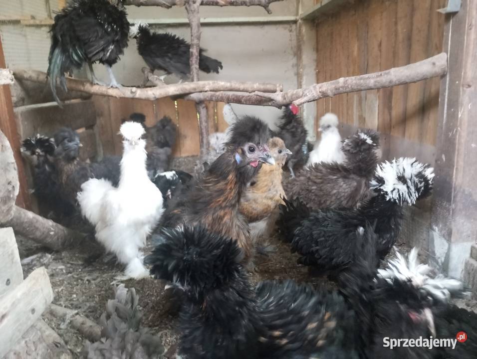 Kury ozdobne silki czubatka polska białoczuba Kozy