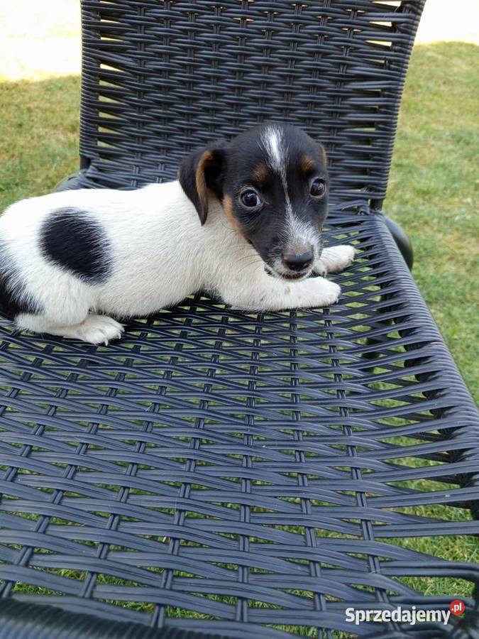Jack Russell Terrier Kamieńskie Młyny