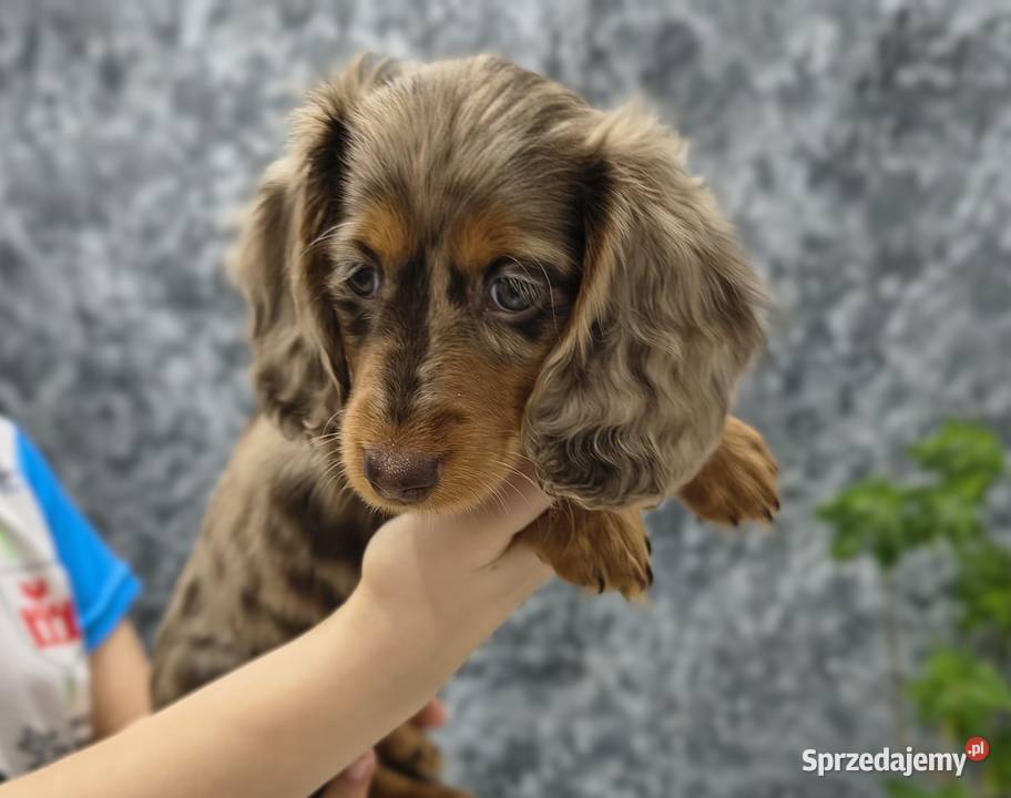 Jamnik długowłosy Dackel dachshund choco merle Żychlin