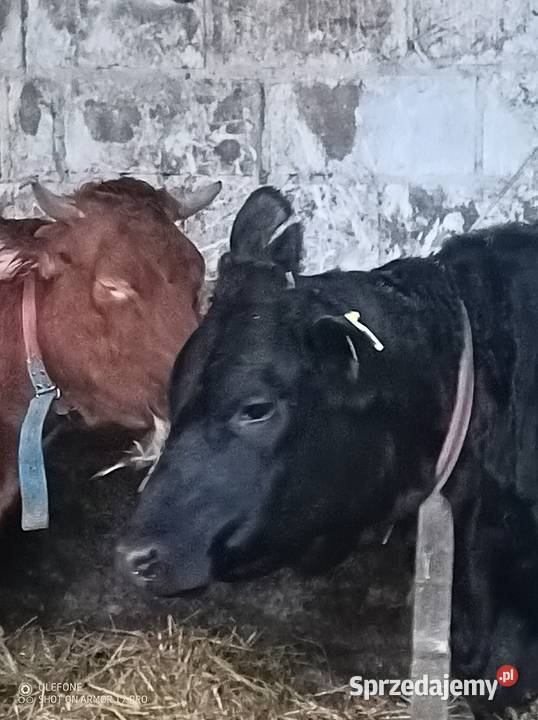 Krowa Pierwiastka Jałówka lubelskie Chrzanów