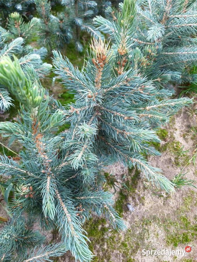 Świerk srebrny 15 25 Choinki sadzonki Szczecinek sprzedam