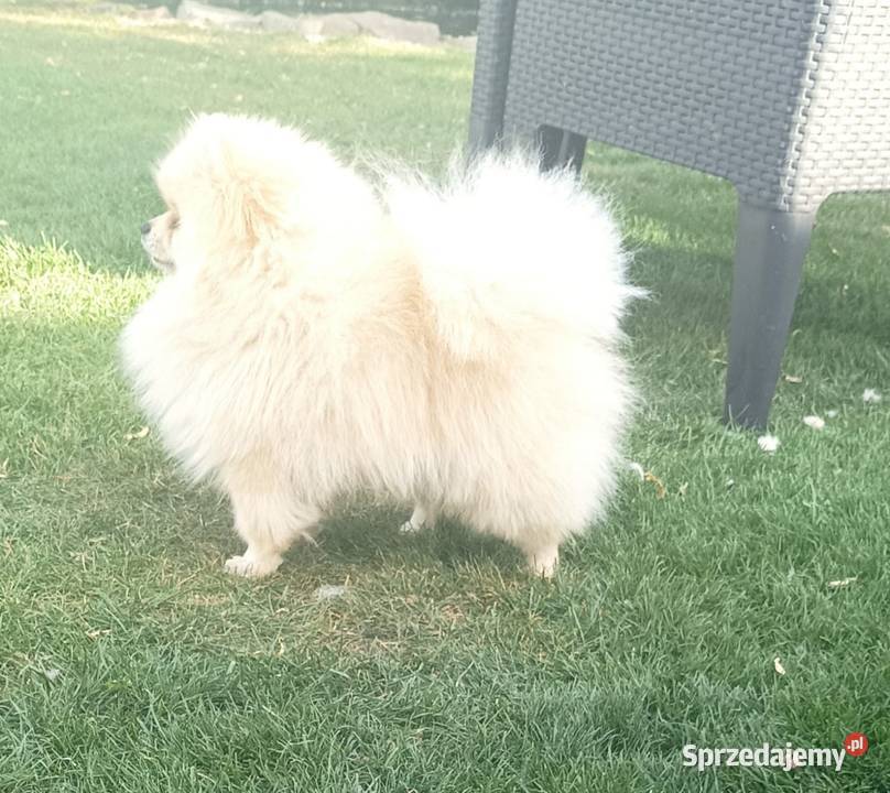 Szpic miniaturowy pomeranian Ciechanów