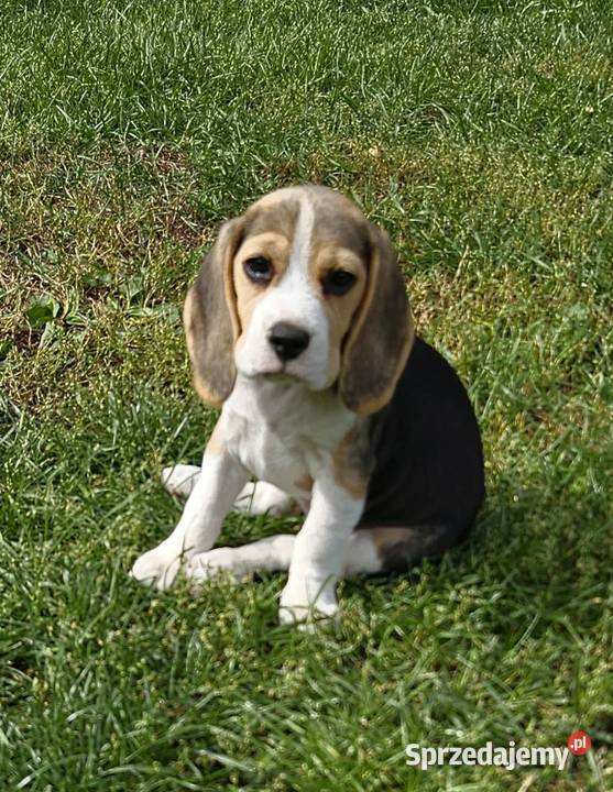 Beagle cudowne szczenięta championie mazowieckie sprzedam