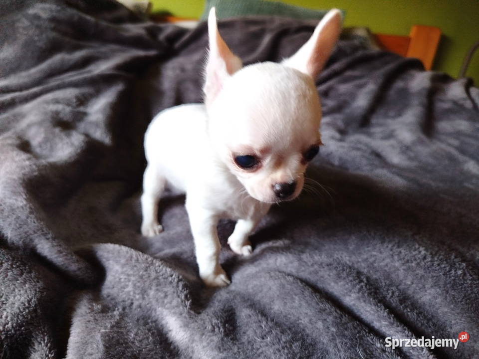 Chihuahua śliczny chłopiec Konin