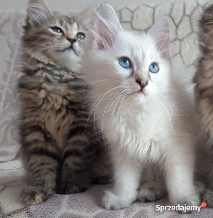 Koteczki Syberyjskie Miot L PZFWCF