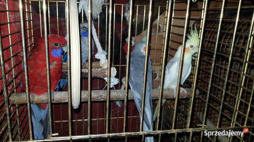 Sprzedam Rozelle Królewskie Nimfy Papugę Kozią