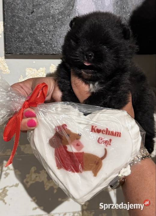 Szpic pomeranian chłopczyk