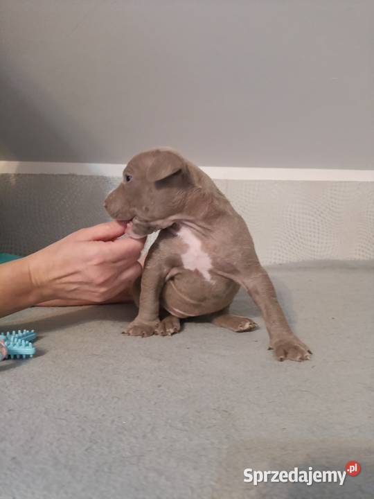 Szczeniaki American staffordshire terrier