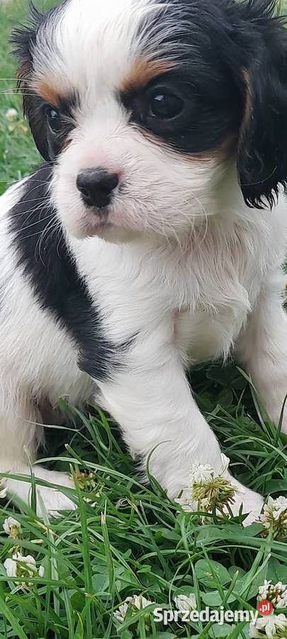 Suczka Cavalier king charles spaniel blenhein małopolskie Bochnia sprzedam