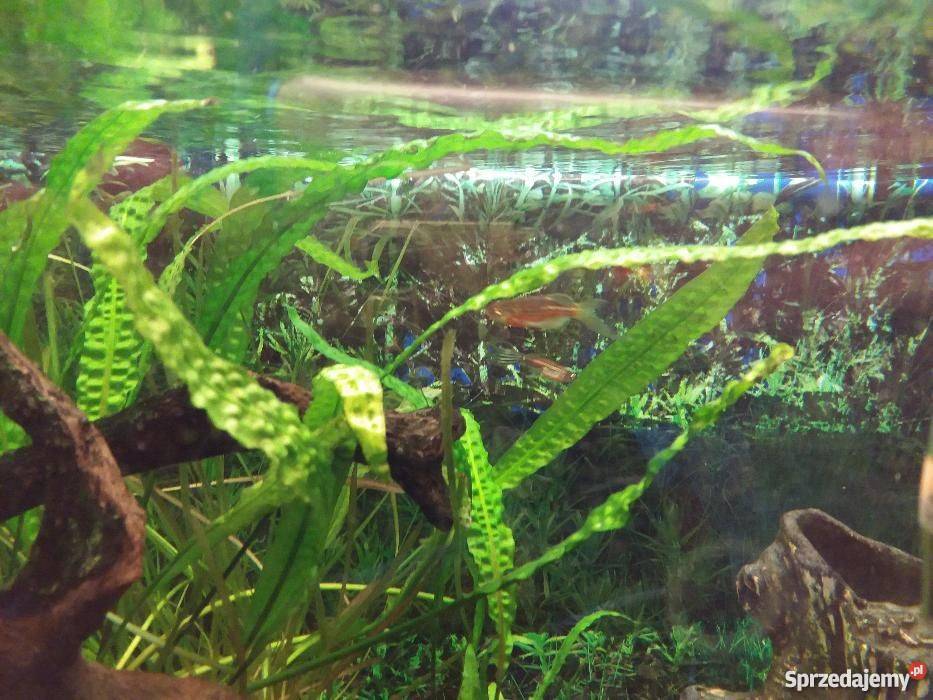 Akwarium 160 litrów stolik przezroczysty Kraśnik