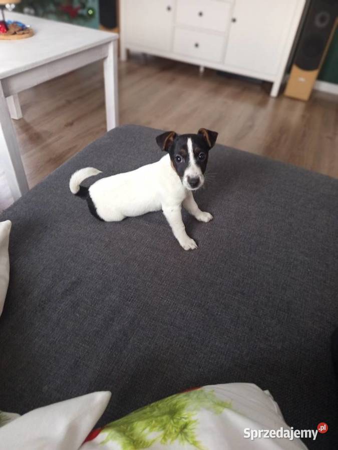 Jack Russell Terrier Kamieńskie Młyny