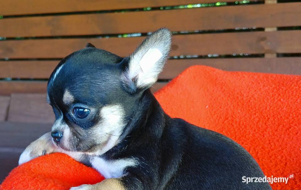 Piękne suczki chihuahua Płock
