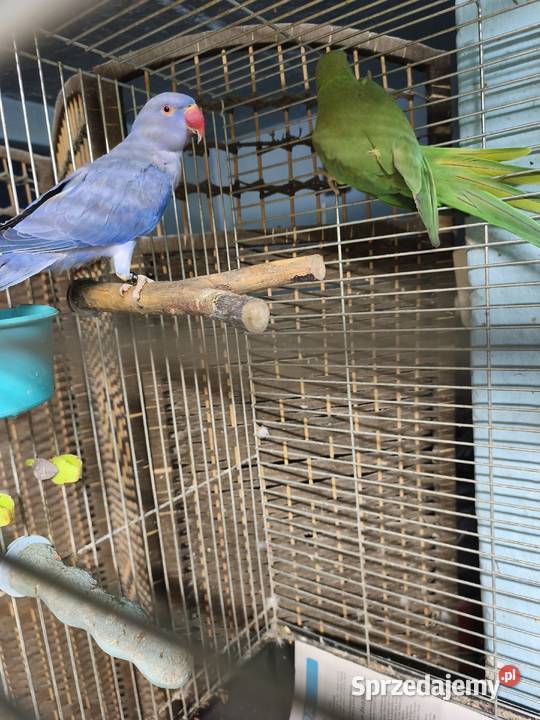 Aleksandretty Obrożne