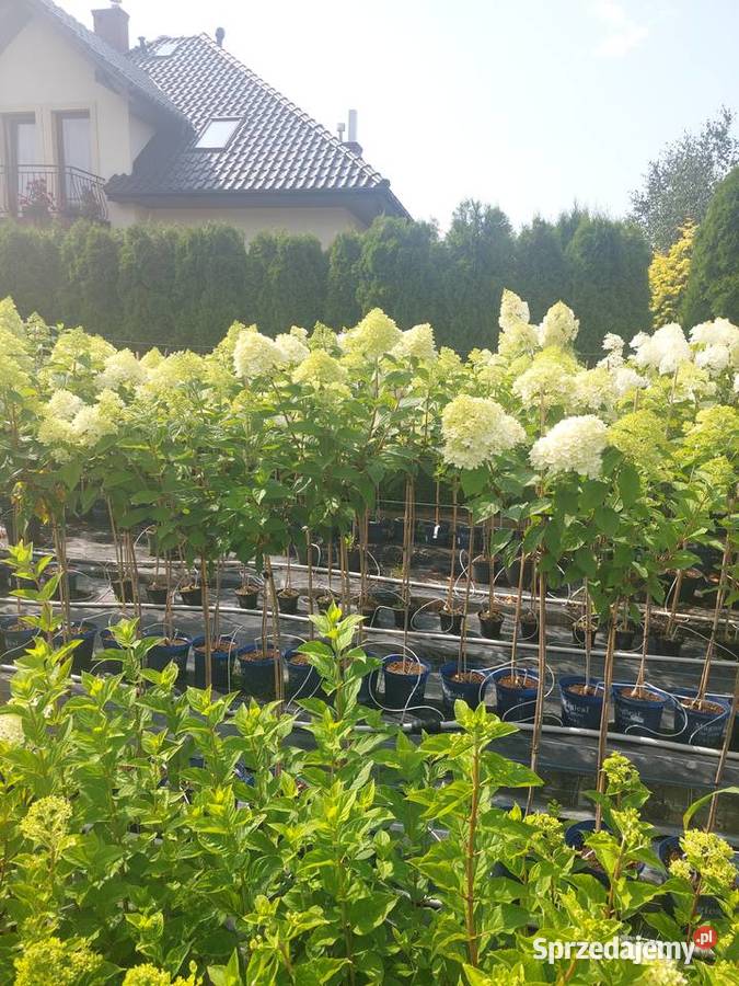 Hortensje Bukietowe na pniu hurt sprzedam Tarnobrzeg sprzedam