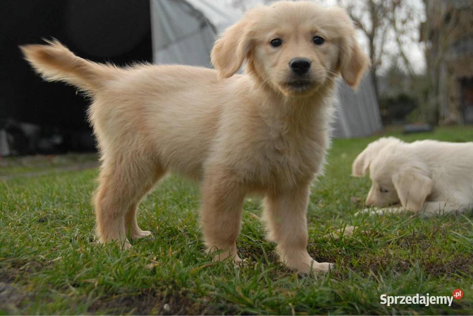 Golden Retriever Kargów sprzedam