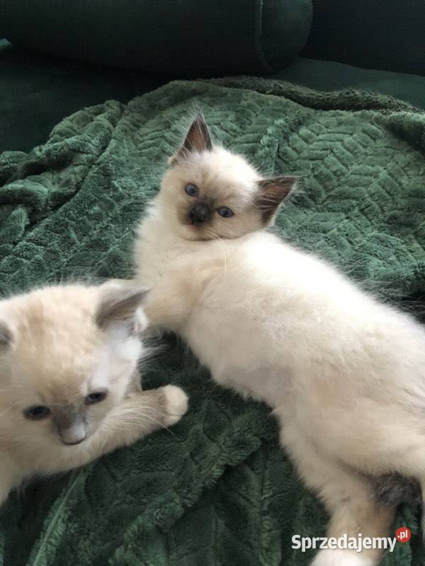 Kotki Ragdoll Olsztyn