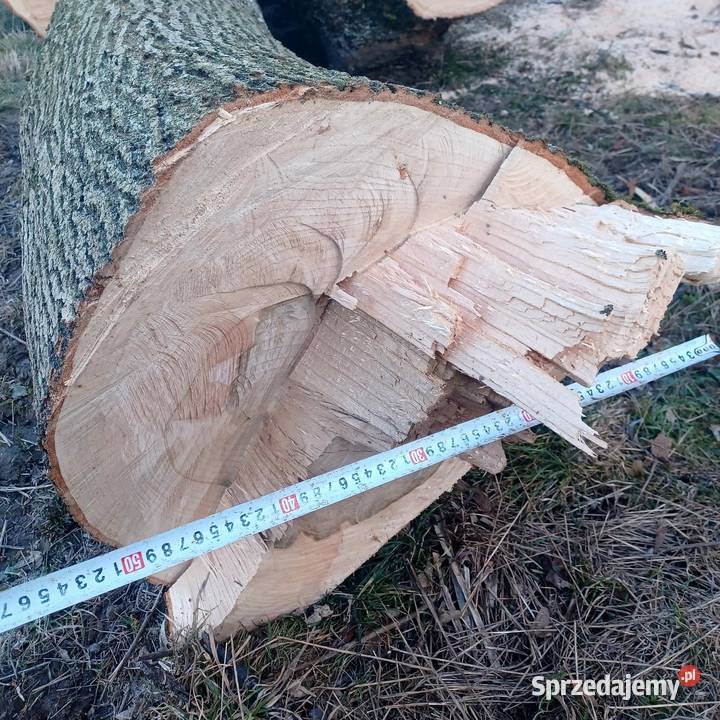 Kłody jesionowe jesion tartaczny jesiony Piaski