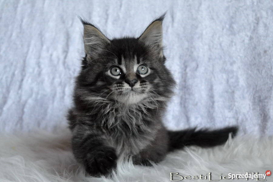 Wspaniałe TYGRYSKI Maine Coon z rodowodem FPL Opole
