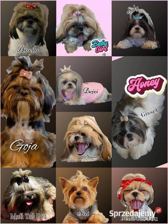 ShihTzu z IV pokoleniowym rodowodem DNA Polski sprzedam