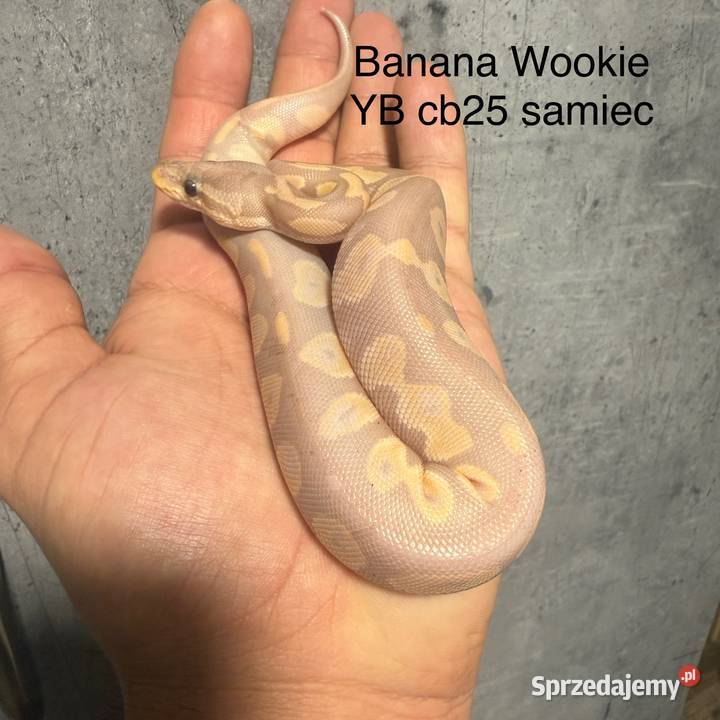 Wąż królewski Grodzisk Mazowiecki sprzedam