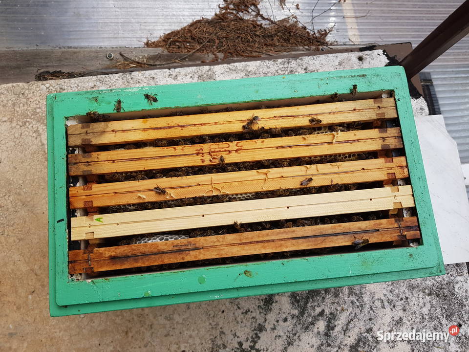 Rodziny i odklady pszczele Sklenar G10 i H47 Sucha Beskidzka