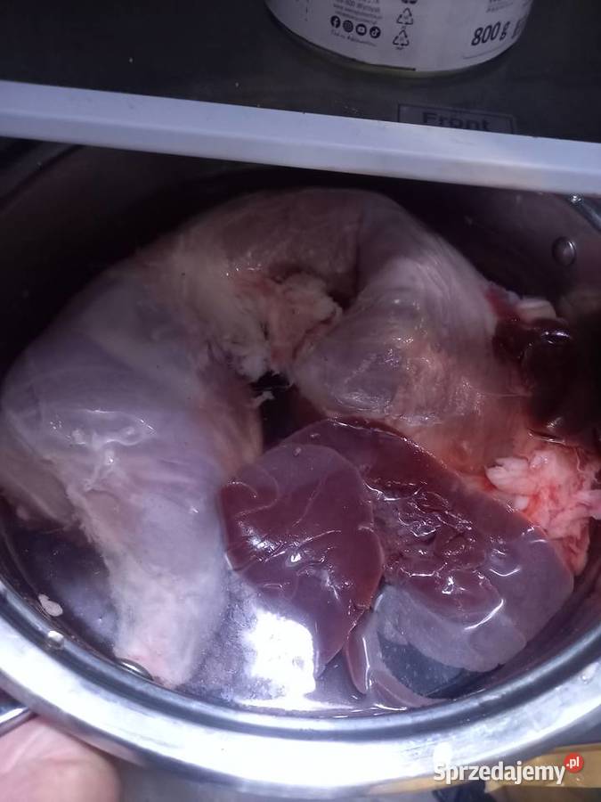 Króliki Olbrzym Srokacz z rodowodami Wejherowo