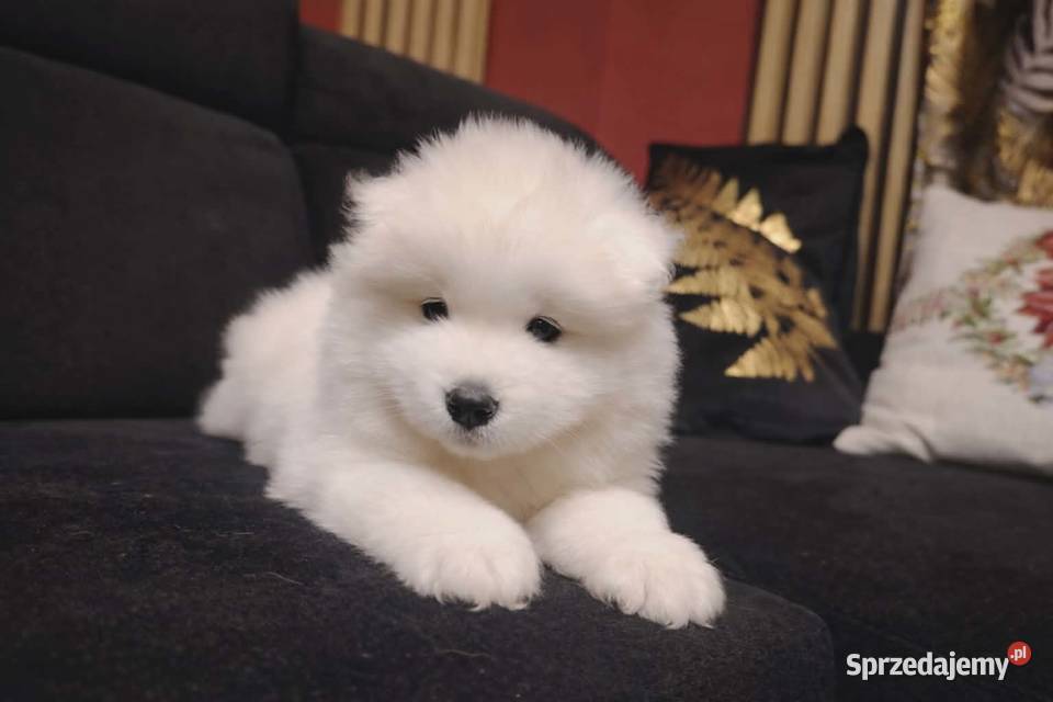 Samojed Samoyed suczka Nowa Wieś