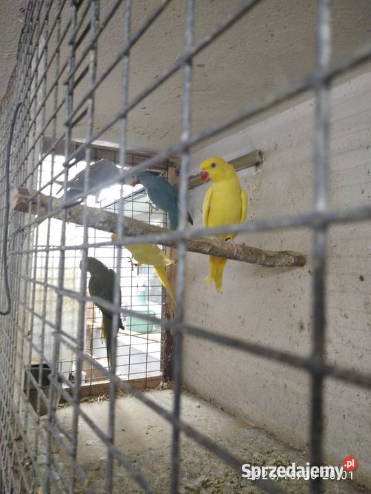 Papugi faliste akeksandretty Rybnik