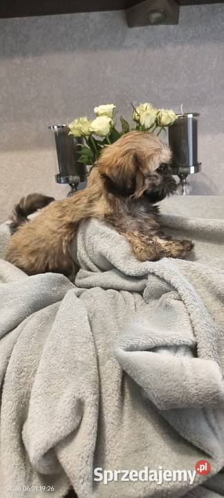 Piesek Shih Tzu Tofi rodowód zachodniopomorskie Koszalin