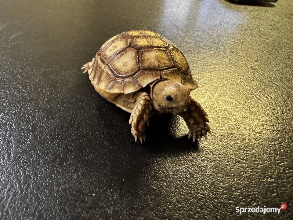 Sulcata żółw pustynny 2025r Kraków sprzedam