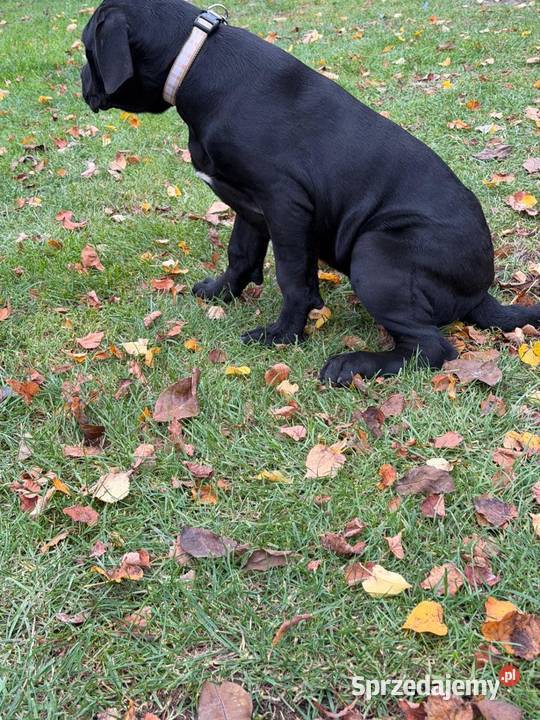 Cane Corso Ryki