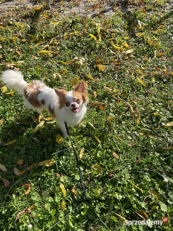 Piękny piesek chihuahua ZKwP Trzebnica sprzedam