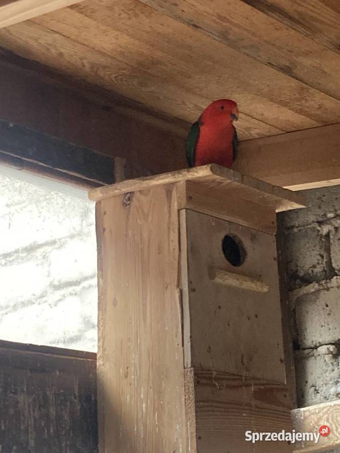 Samiec szkarłatki królewskiej Ptaki