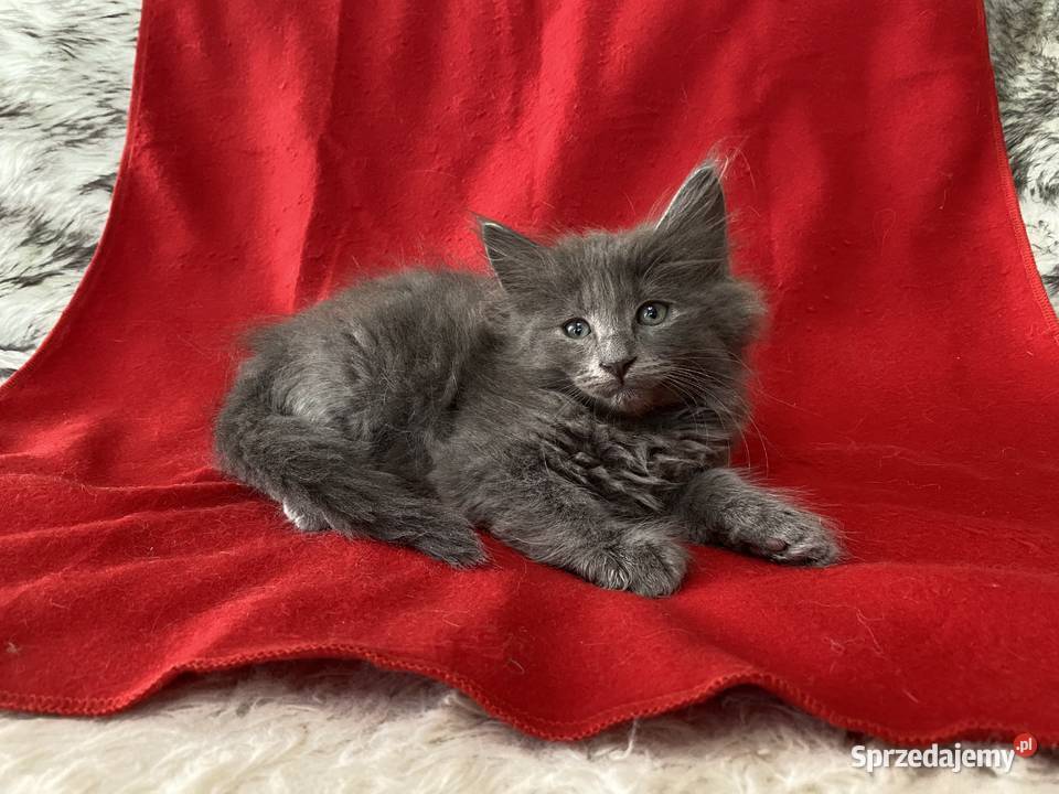 Kocięta Norweskie Leśne