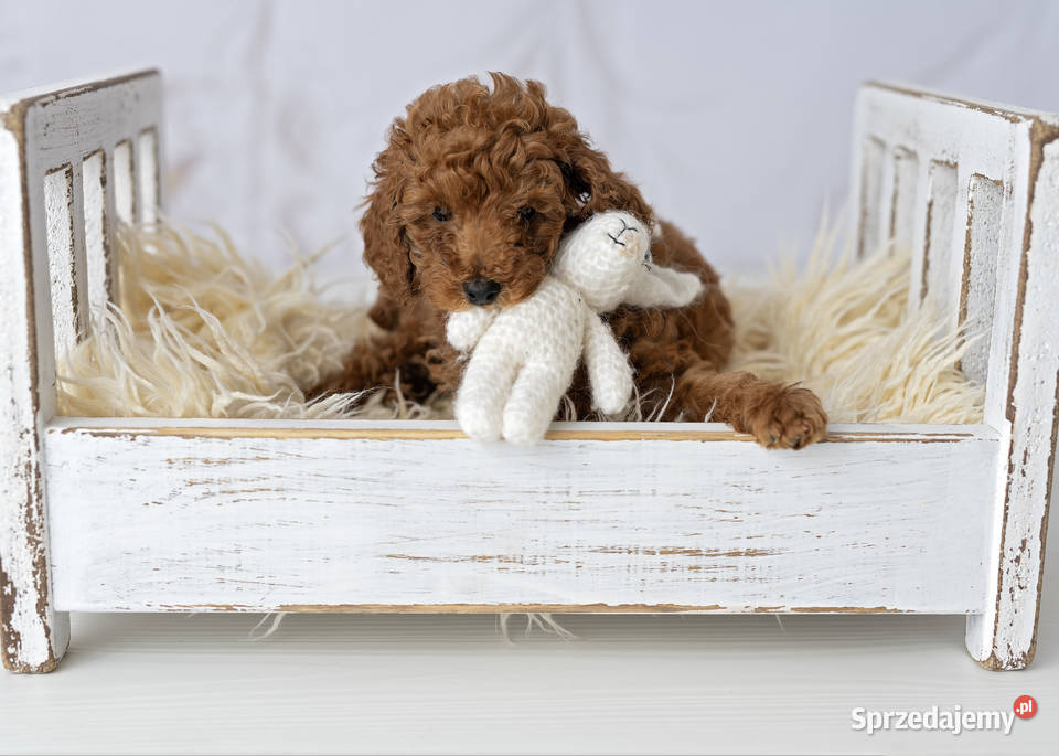 Pudel toy i miniatury red Pozostałe zachodniopomorskie Koszalin sprzedam