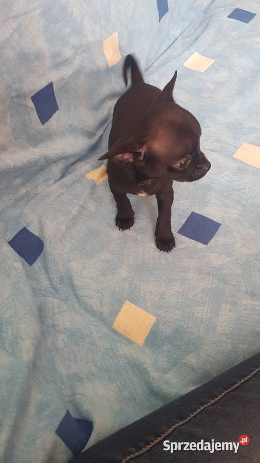Chihuahua pieseksuczka mazowieckie Ciechanów sprzedam