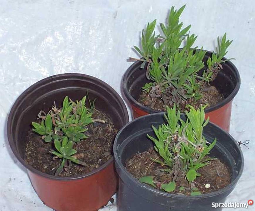 lawenda szara polska