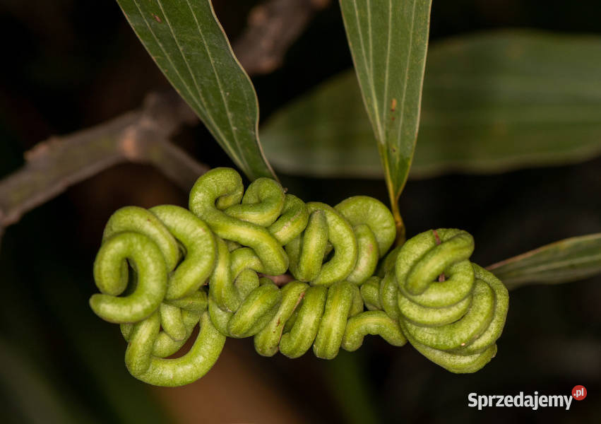 AKACJA WYNIOSŁA Acacia mangium Lubanie sprzedam