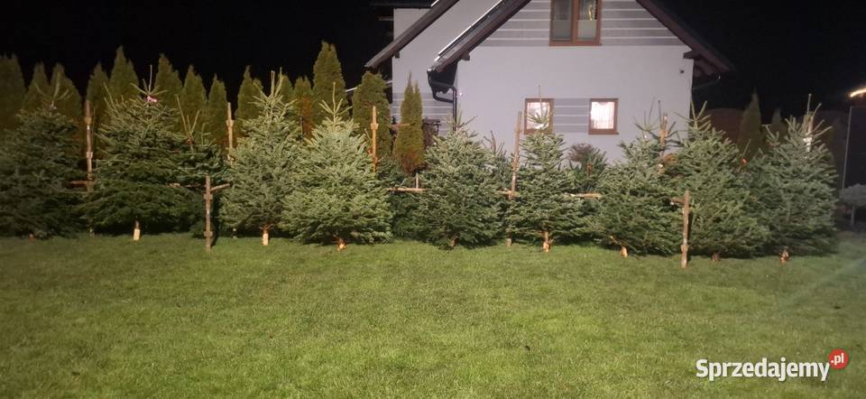 Punkt sprzedaży choinek jodla kaukaska Świerk Kościerska Huta