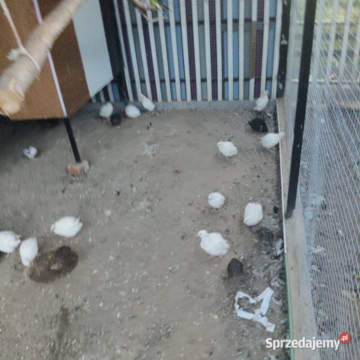 Przepiórki Osieczna sprzedam