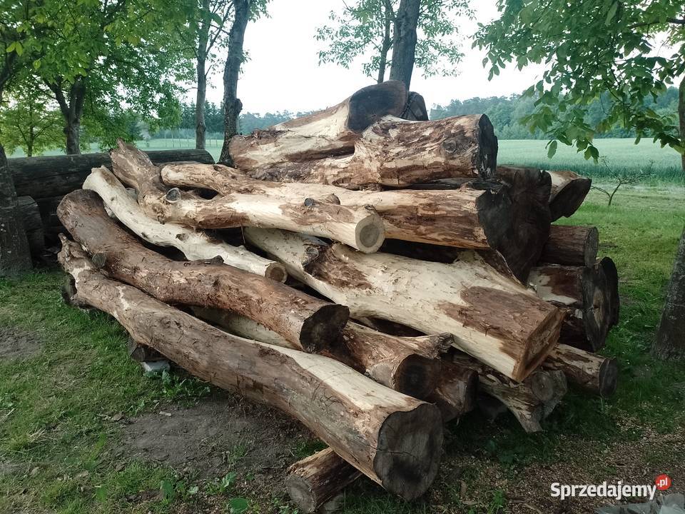 Sprzedam kłody orzecha włoskiego okorowane Uchanie