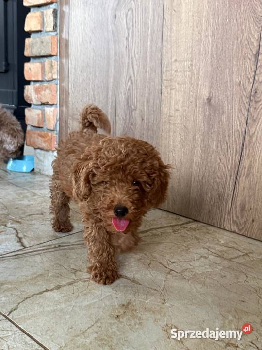 Pudel miniaturowy piesek Pamiątkowo