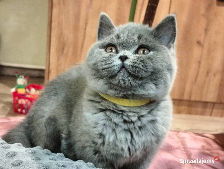 Śliczna koteczka juz do odbioru Rodowód Łódź