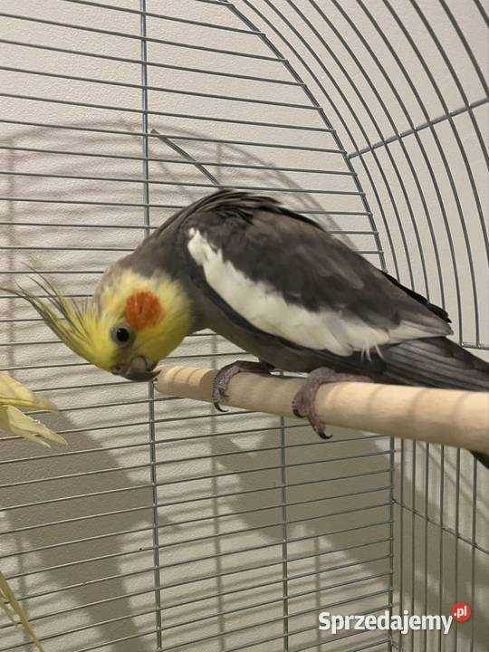 2 Nimfy z klatką Rzeszów