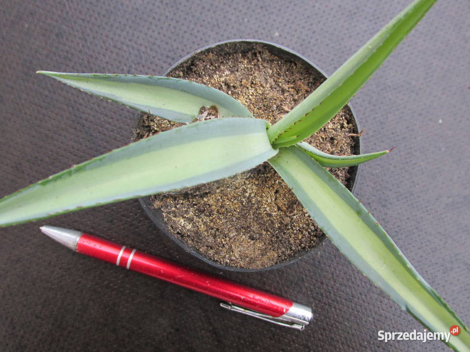 Unikatowa agawa kolekcjonerska Agave guiengola Kraków
