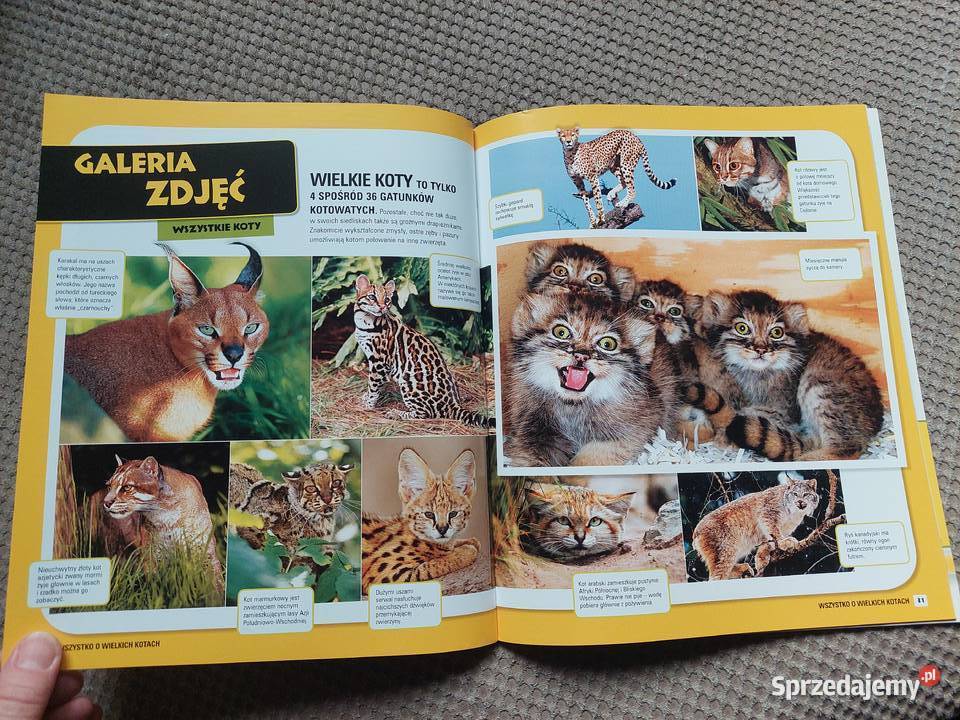National Geographic Kids Wszystko o wielkich Kraków