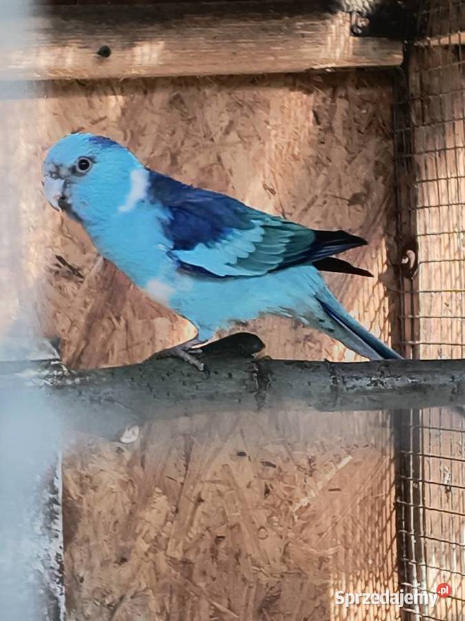 Barnard  czerwonoczelny niebieski