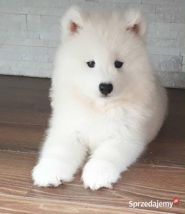 Samoyed suczka świętokrzyskie Połaniec