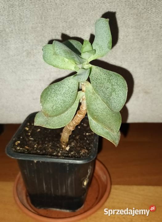 Crassula Arborescens Crassula undulatifolia Blue Warszawa sprzedam
