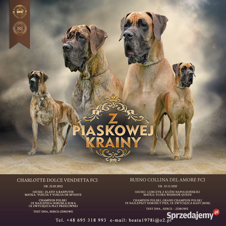 Dog Niemiecki szczenię